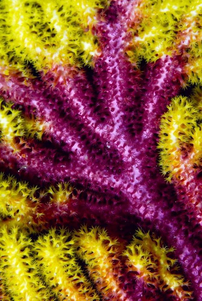 Sea fan coral, Misool, Indonesia